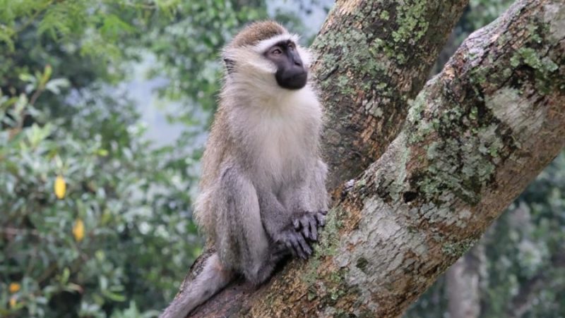 oputboeq6mvkcffggiqe