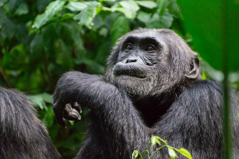 Chimp at Kibale National Park during the Chimp Trekking (1)